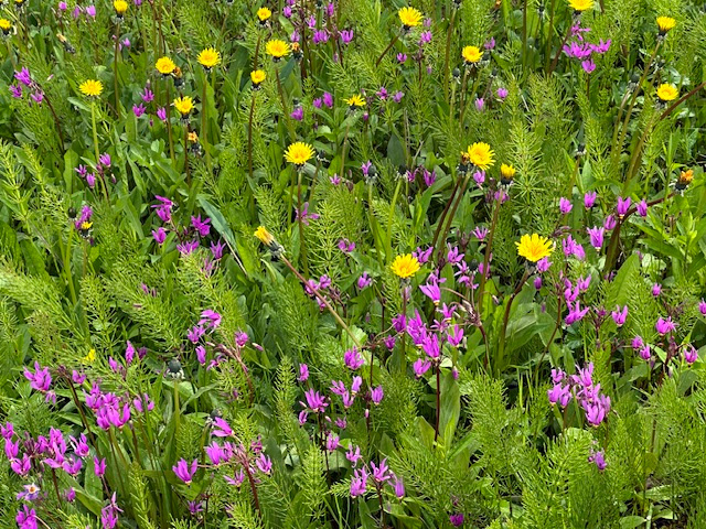 Shooting stars and dandelions Shooting stars and dandelions